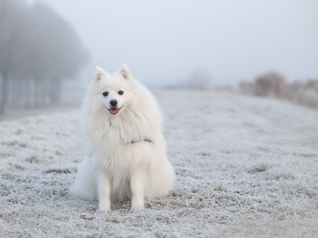 Белый пушистый шпиц сидит на покрытой инеем траве
