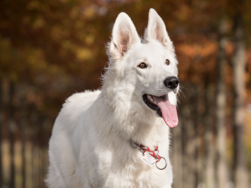 White shepherd dog with protruding tongue