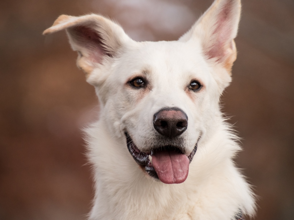 Белая овчарка с высунутым языком крупным планом