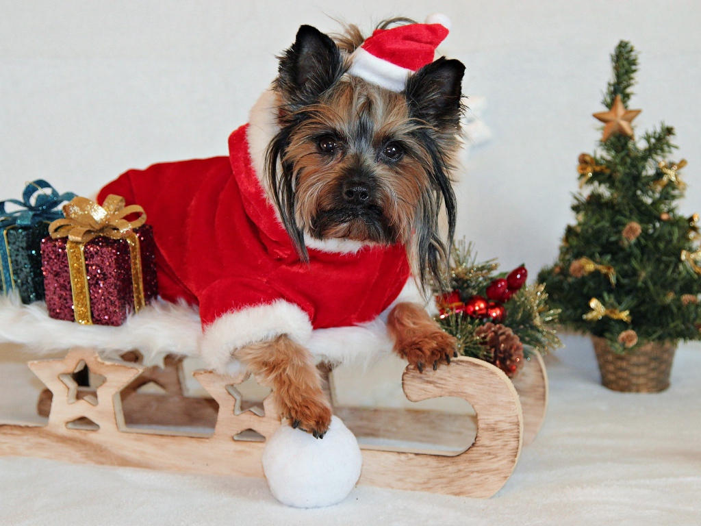 Йоркширский терьер  с подарками в новогоднем костюме 