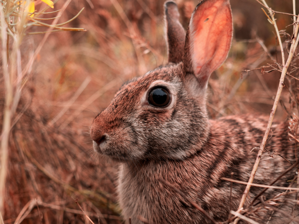 Большой серый заяц сидит в траве 