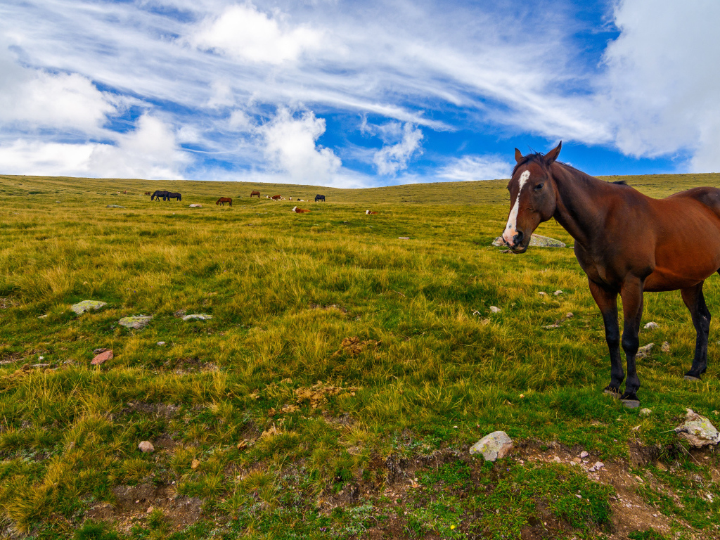 Лошадь пасется на поле под красивым небом