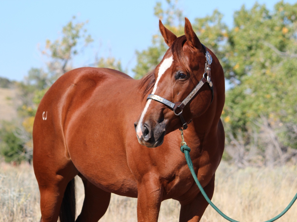 Большой коричневый конь на привязи