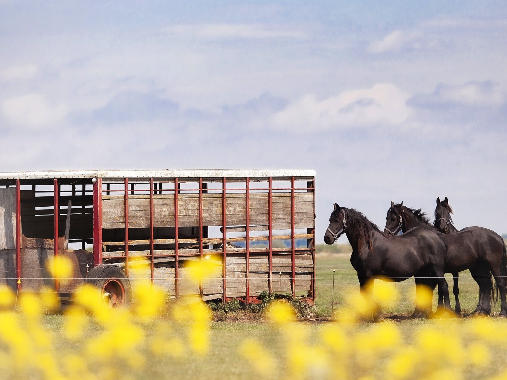 Черные кони у фургона на ферме 