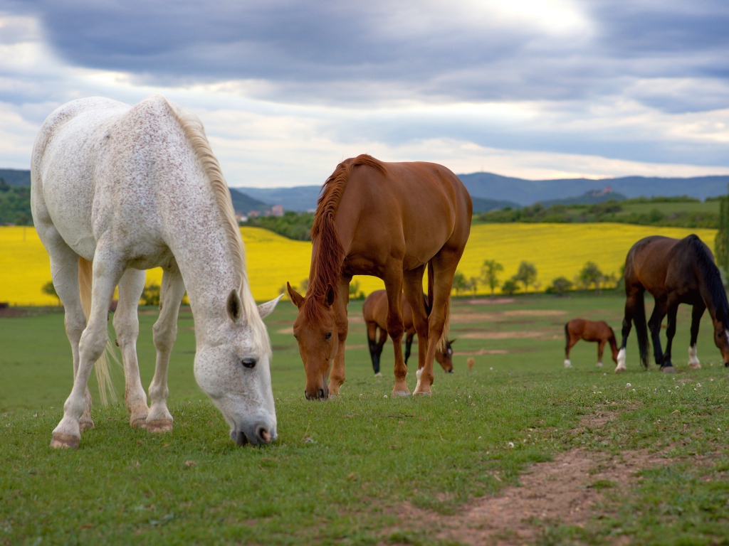 Стадо лошадей пасется на поле 