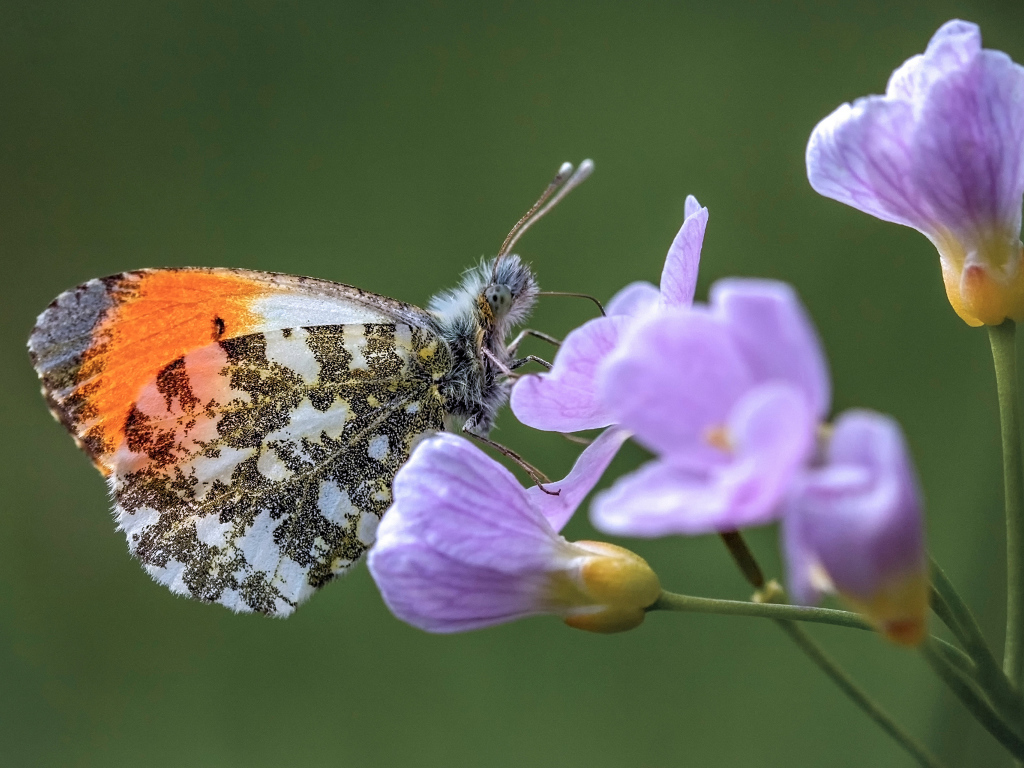 Красивая голубая бабочка сидит на сиреневом цветке 