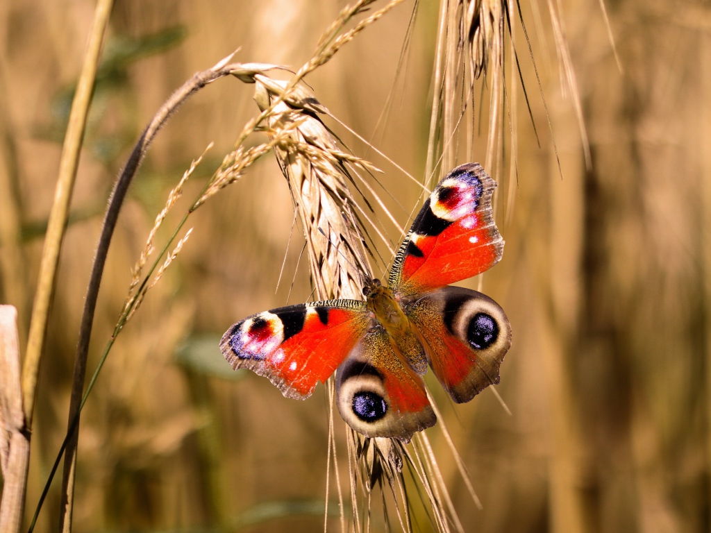 Красивая бабочка сидит на колоске пшеницы