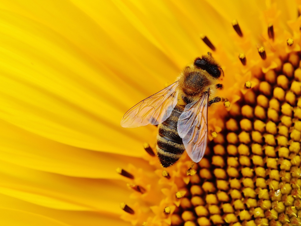 Пчела медонос сидит на цветке подсолнуха 