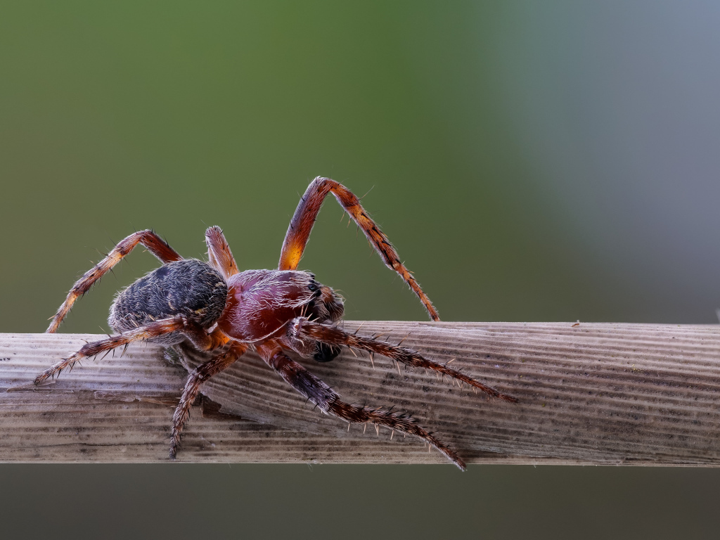Большой жук на деревянной палке 
