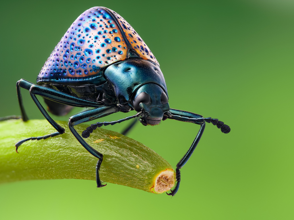 Большой жук сидит на ветке крупным планом