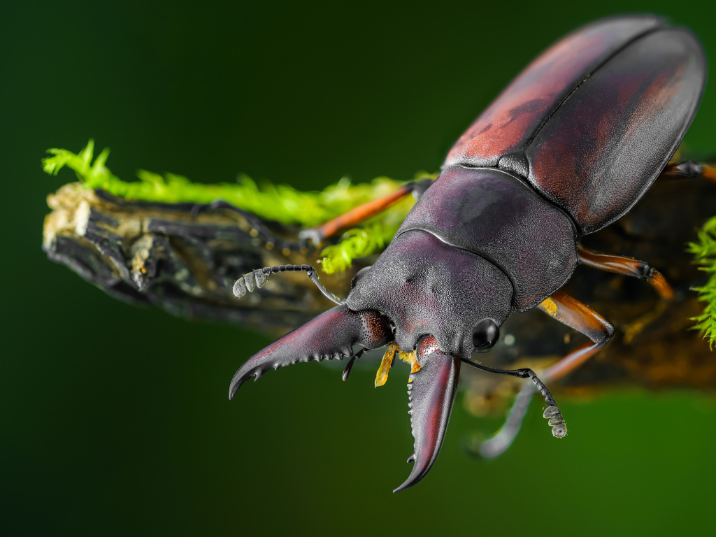 Большой коричневый жук олень сидит на ветке дерева