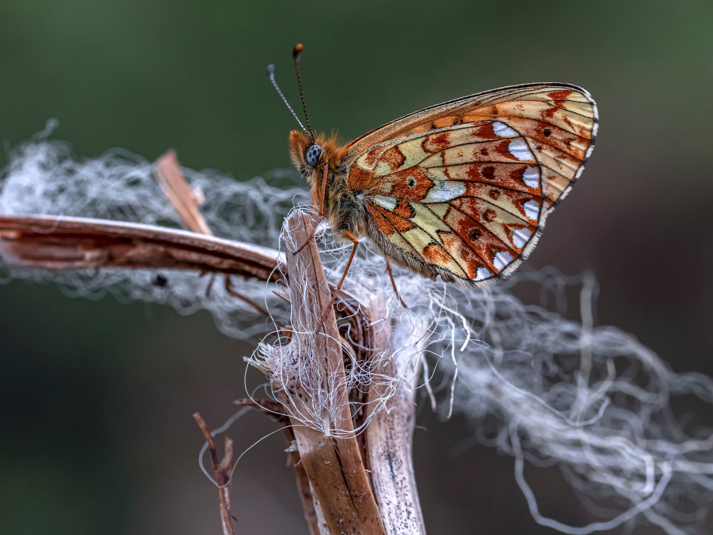 Коричневая бабочка на ветке крупным планом