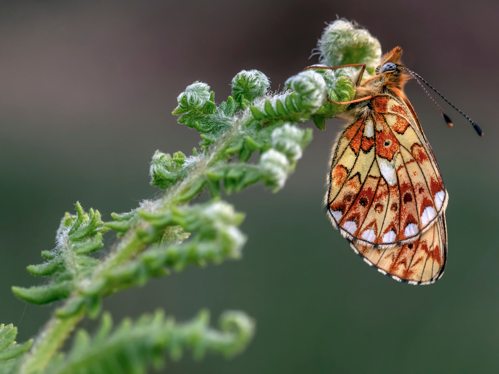 Коричневая бабочка на зеленом цветке папоротника 