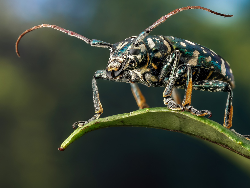 Жук Фаустабрина на зеленом листе крупным планом