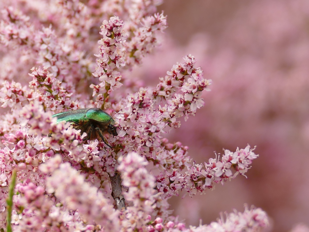 Зеленый жук на ветке с розовыми цветами