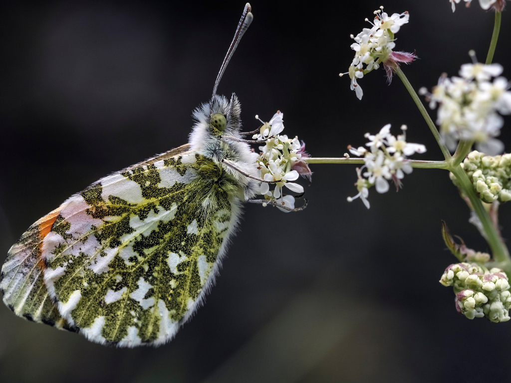 Зеленая бабочка сидит на  белом цветке 