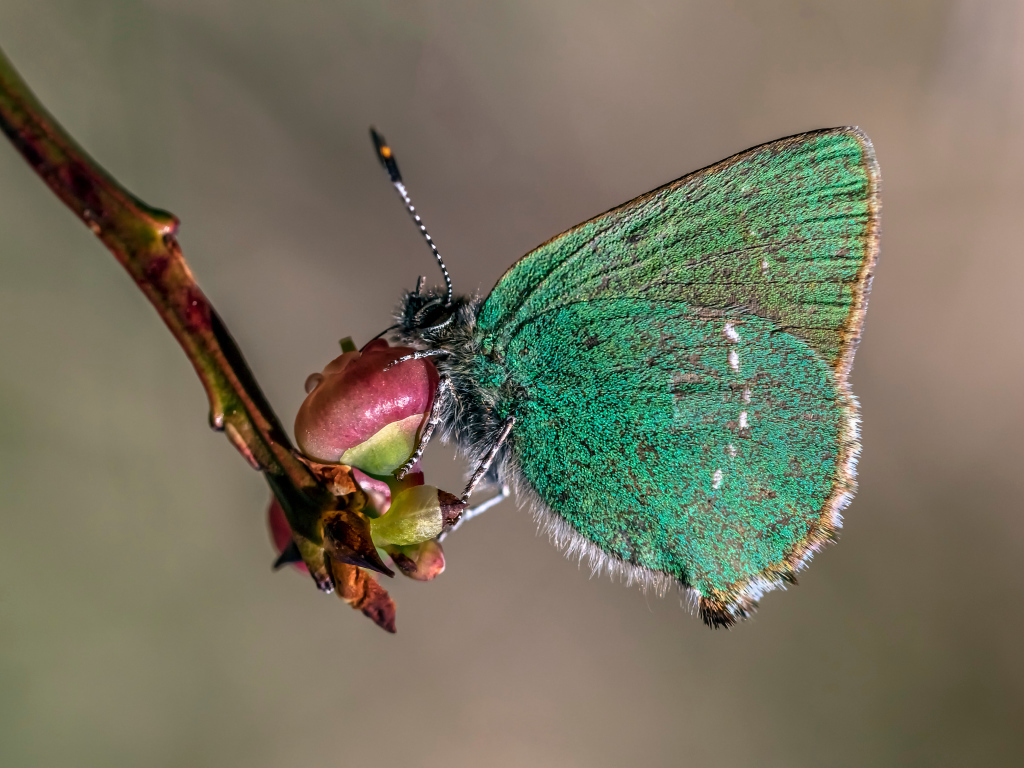 Зеленая бабочка сидит на ветке 