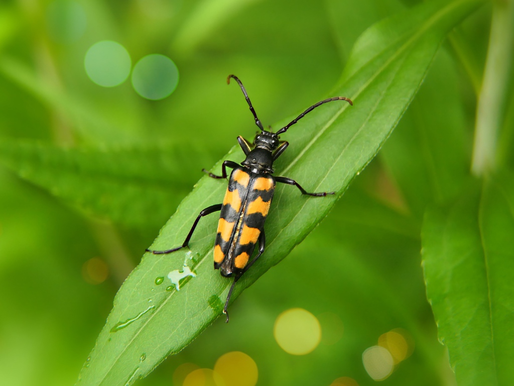 Большой черно-желтый жук сидит на зеленом листе 