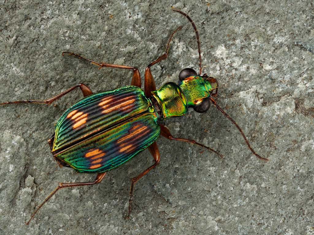 Большой бронзовый жук на серой стене 