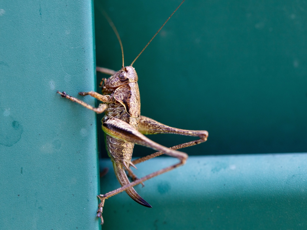 Большой кузнечик сидит на стене