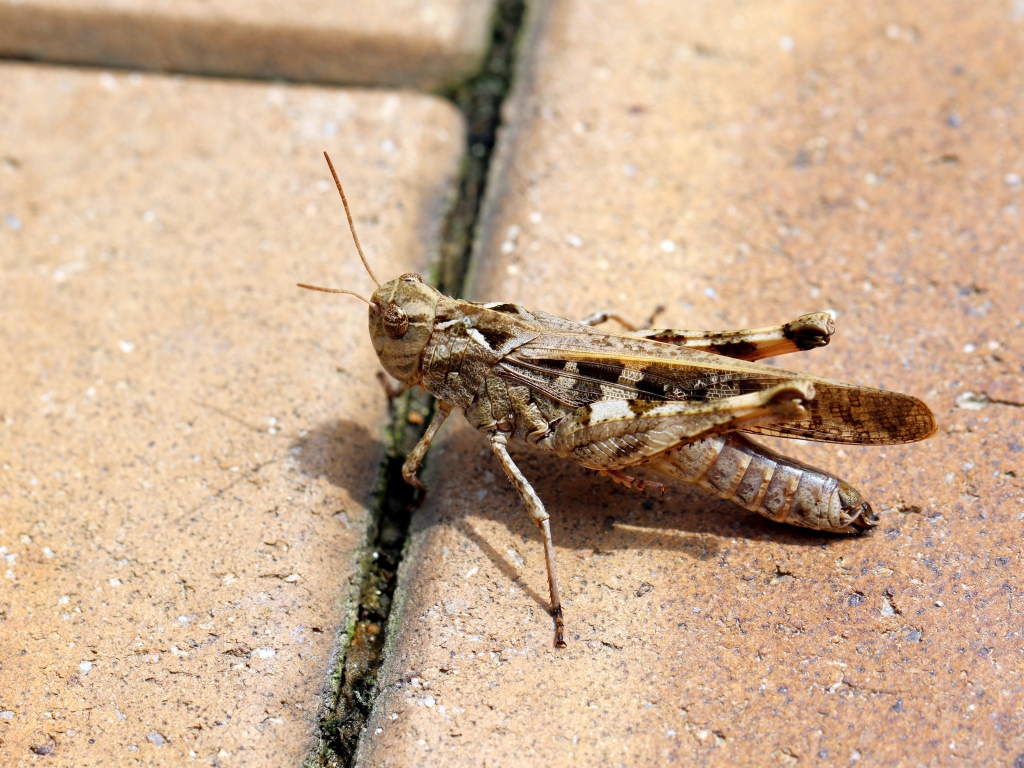 Большой серый кузнечик на плитке