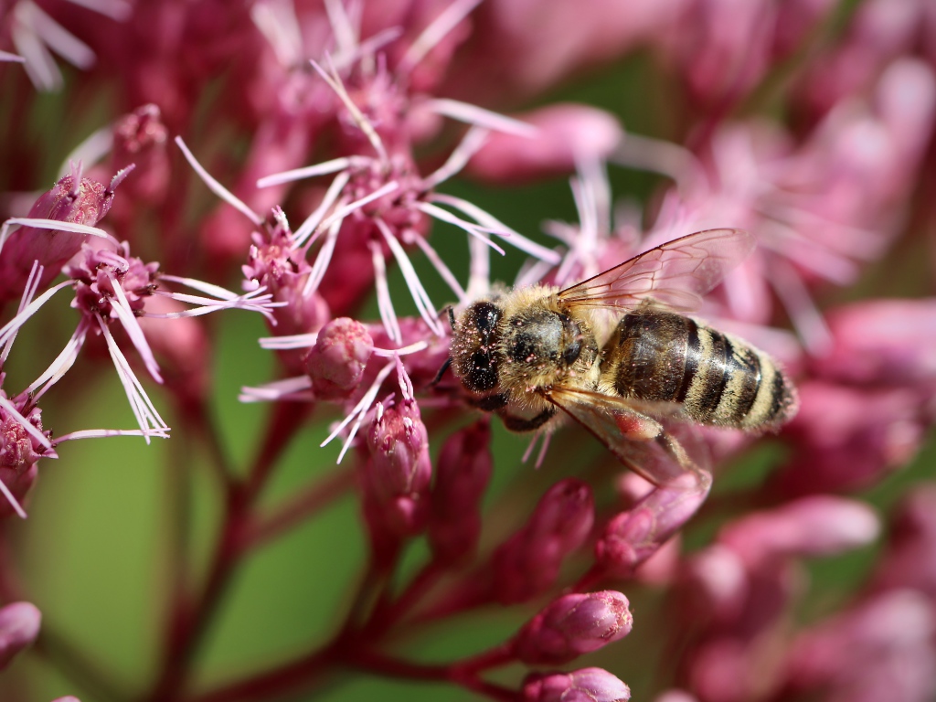 Маленькая пчела собирает нектар на розовом цветке