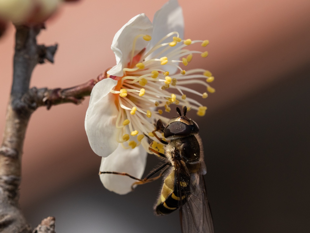Маленькая пчела сидит на белом цветке весной 