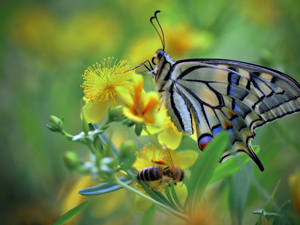 Бабочка махаон и пчела сидят на желтом цветке