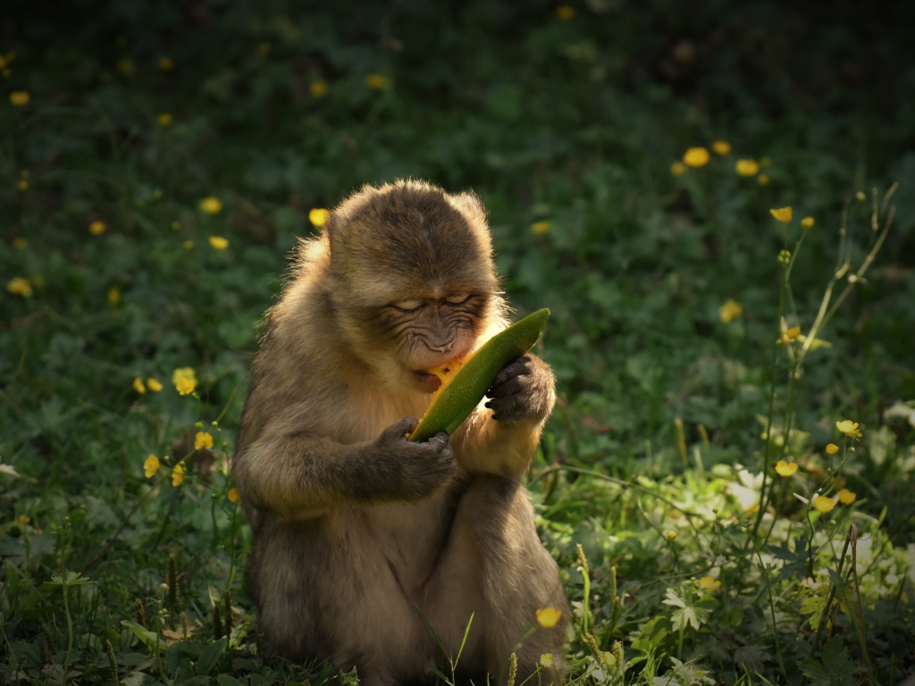 Обезьяна грызет плод манго 