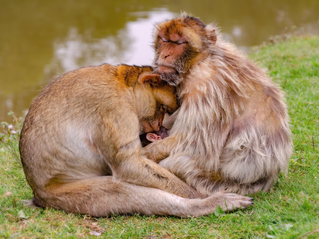 Семья варварской макаки у пруда
