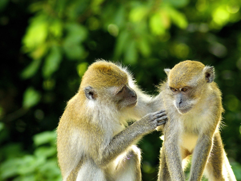 Две обезьяны на фоне листьев