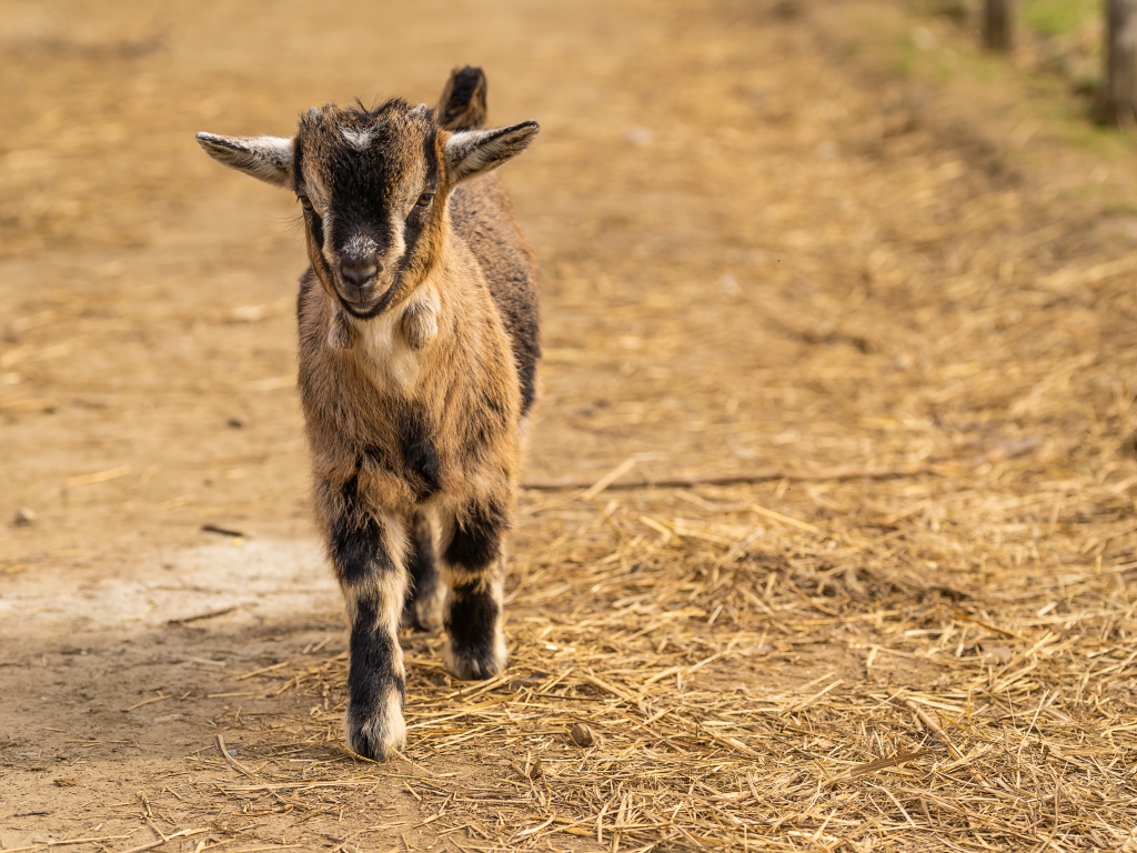 Маленький козленок идет по земле