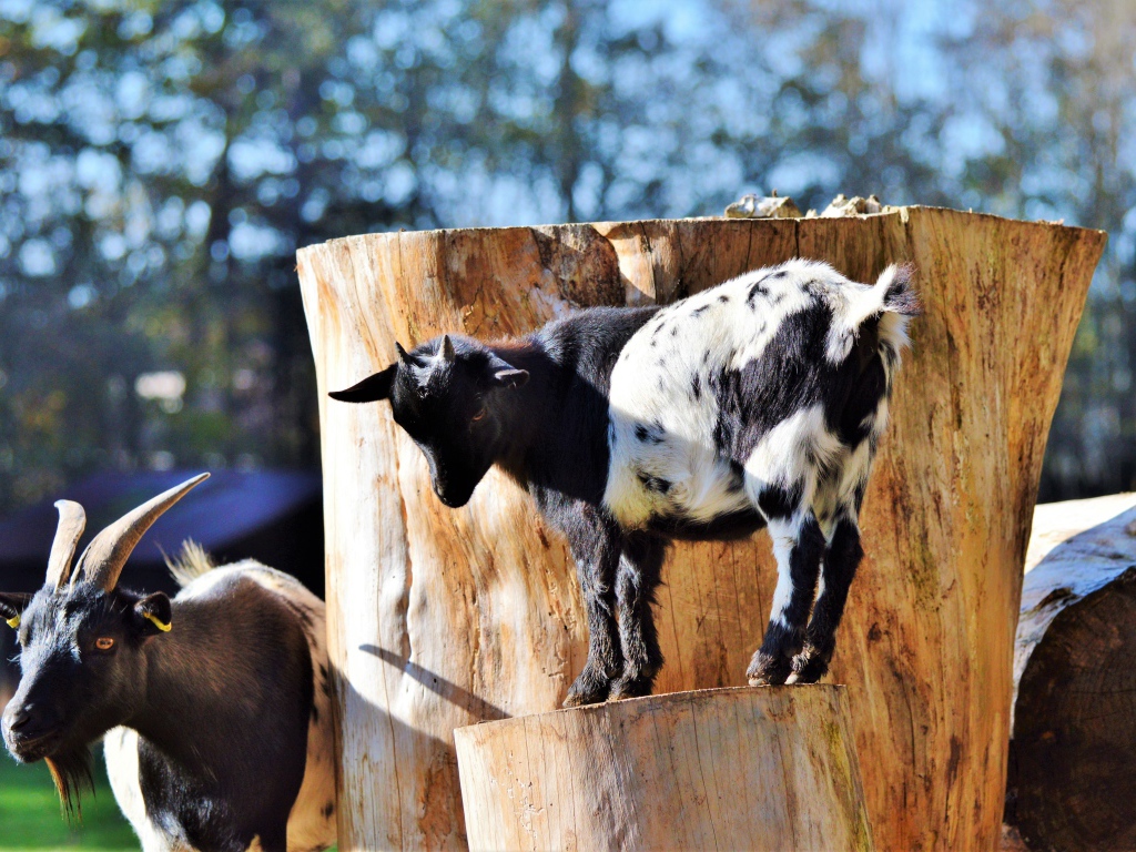 Коза с козленком у старого дерева