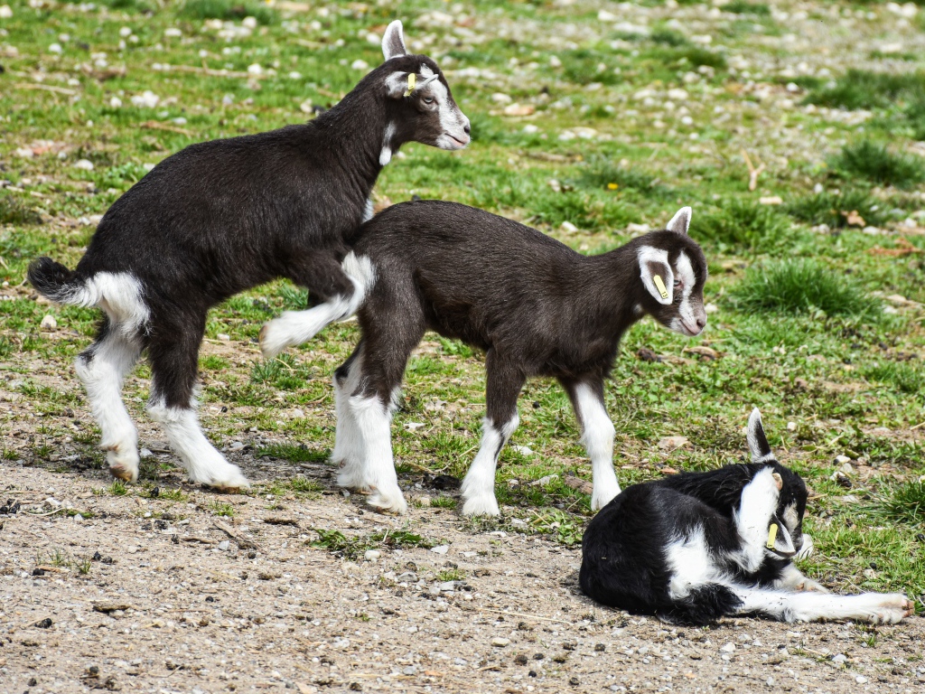 Три маленьких маленьких козленка на траве