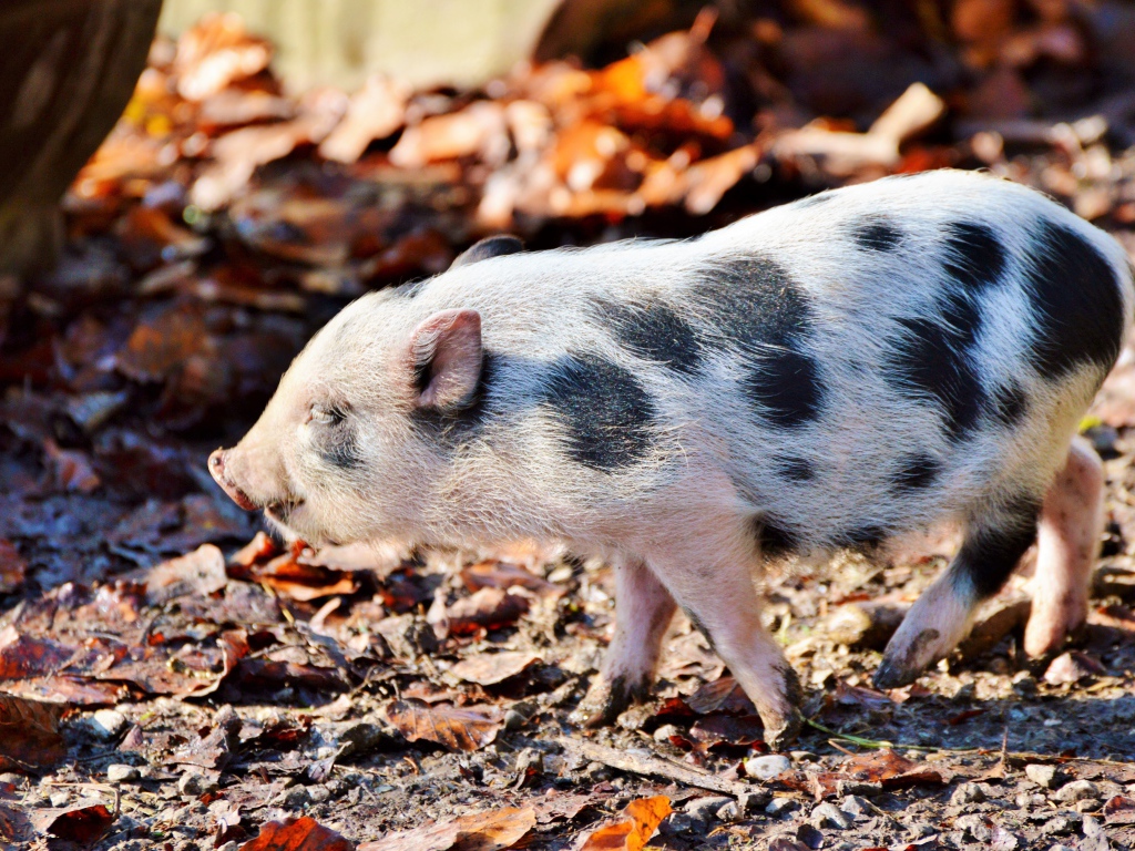 Маленький мини пиг гуляет в парке 