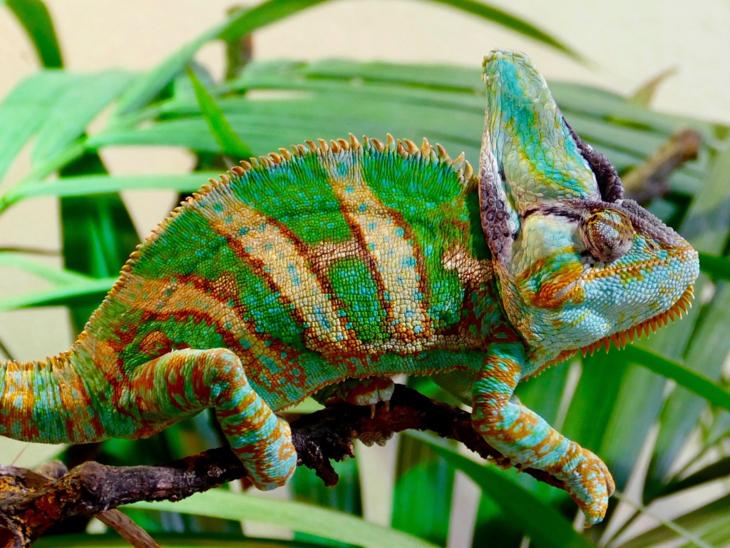 Красивый разноцветный хамелеон на ветке зеленого растения 
