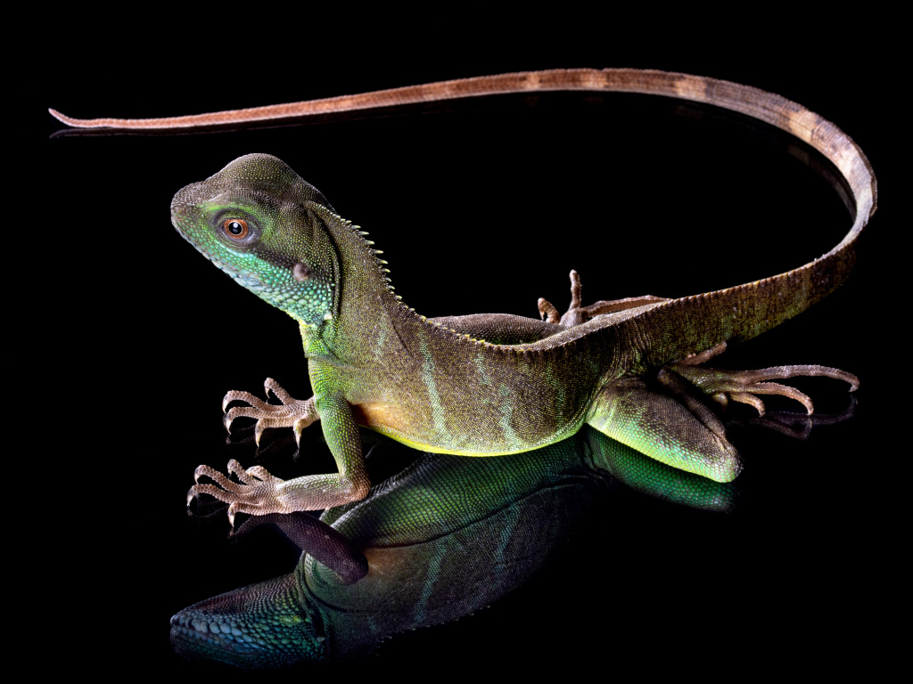 Красивая разноцветная ящерица на черном фоне 