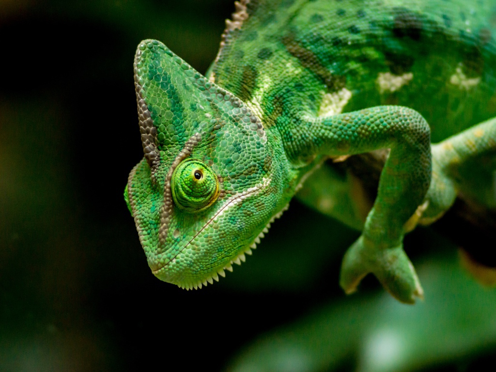 Большой зеленый хамелеон крупным планом