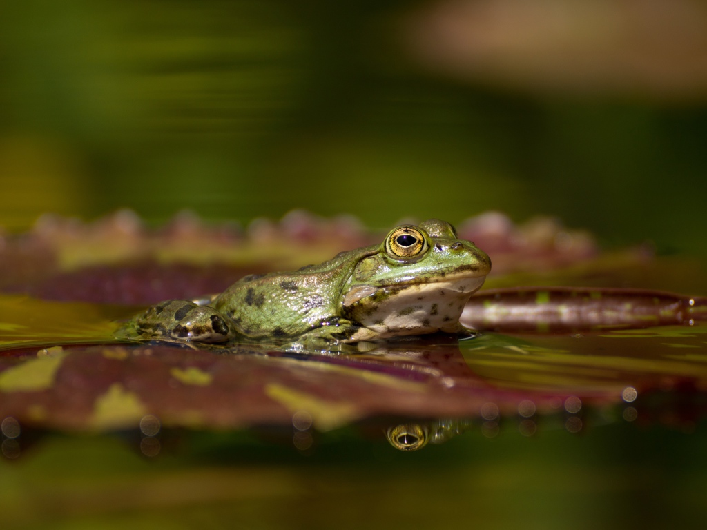 Большая зеленая лягушка на зеленом листе в воде