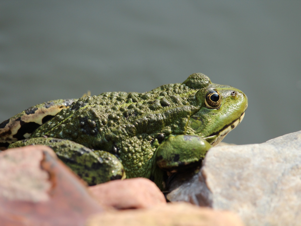 Большая зеленая жаба сидит на камне 
