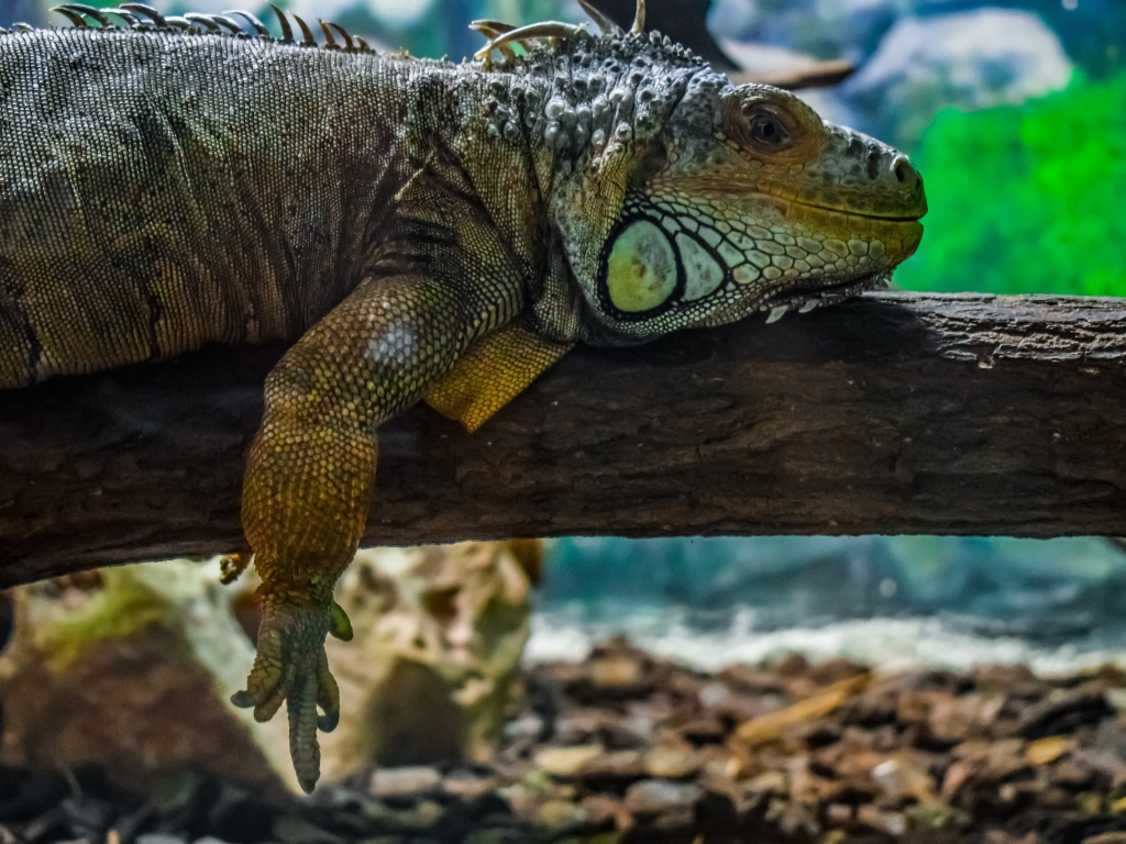 Big iguana resting on a tree