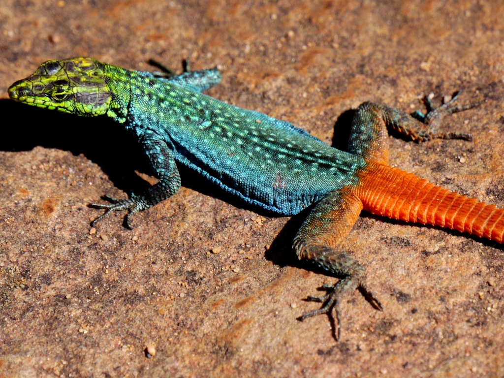 Красочная игуана сидит на камне