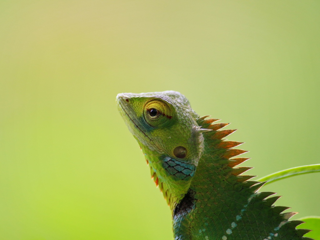 Зеленый хамелеон сливается с фоном