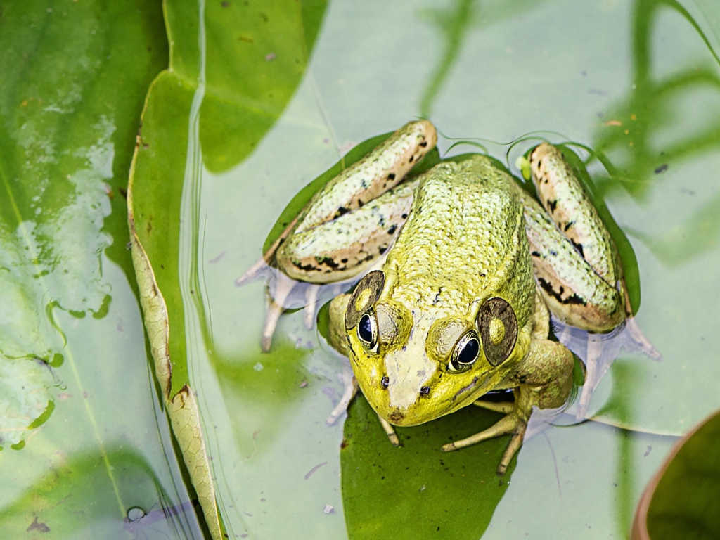 Green frog sitting on a leaf in the water