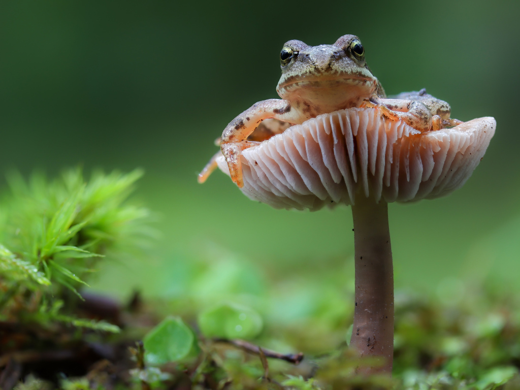 Зеленая лягушка сидит на грибе в лесу