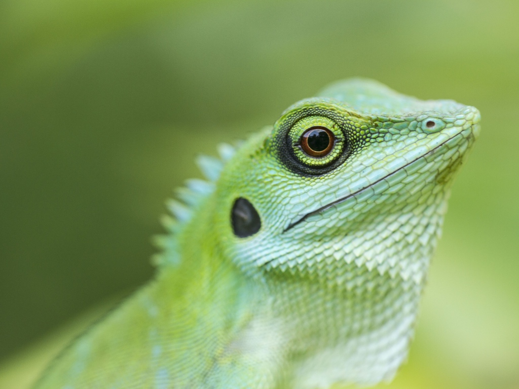 Голова зеленой хохлатой ящерицы крупным планом 