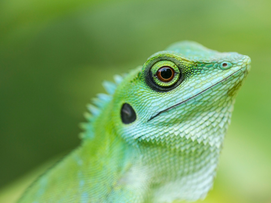 Большая зеленая ящерица крупным планом