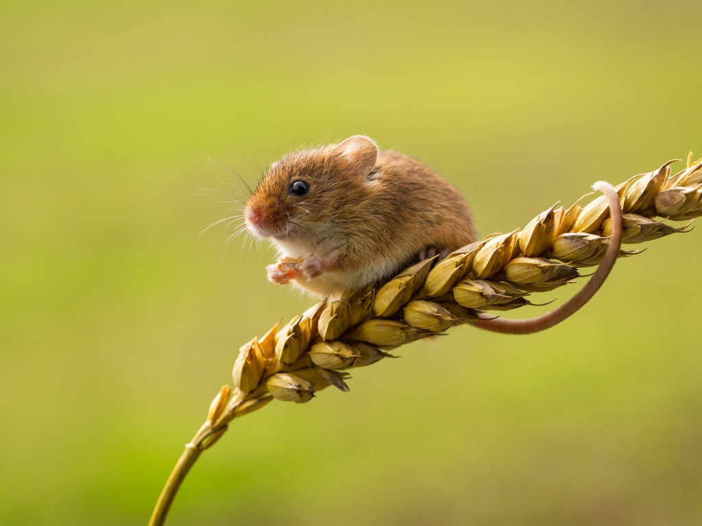 Маленькая полевая мышь сидит на колоске