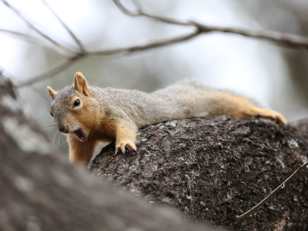 Little squirrel yawns on a tree