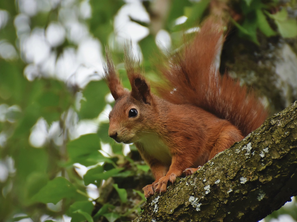 Red squirrel sits on a tree branch with green leaves